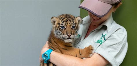 Maltese Tiger Cubs