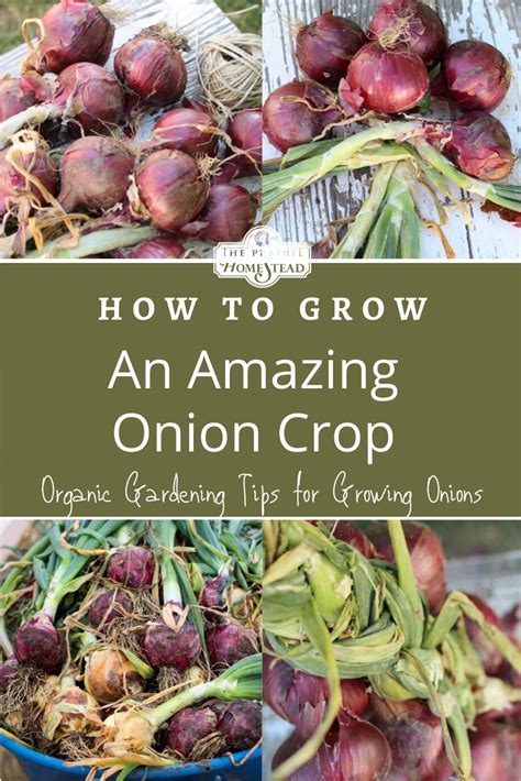 How to Grow Your Best Onion Crop Ever • The Prairie Homestead | Organic ...