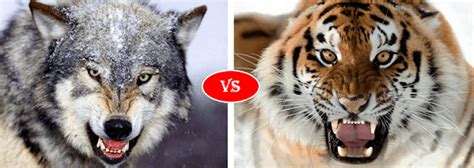 Siberian Tiger vs Gray Wolf fight comparison, who will win?