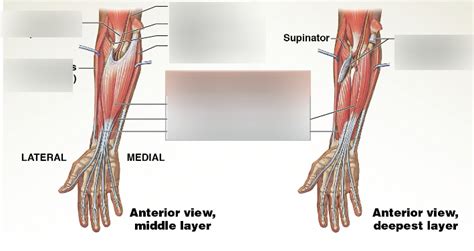 finger flexors Diagram | Quizlet