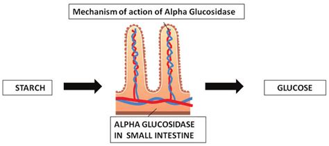 Mechanism of action of Alpha Glucosidase in Carbohydrate metabolism. | Download Scientific Diagram