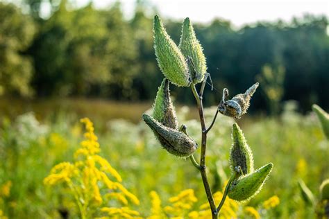 Should I Prune Milkweed – Is Milkweed Deadheading Necessary