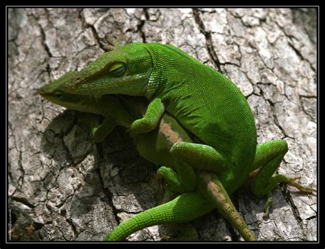 Green Anoles 40D0004323 by Cristian-M on DeviantArt