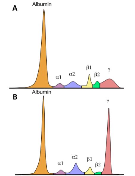 The Attack of the Clones: The Armamentarium of Tests to Find Monoclonal ...