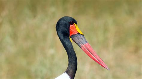 Stork | San Diego Zoo Animals & Plants