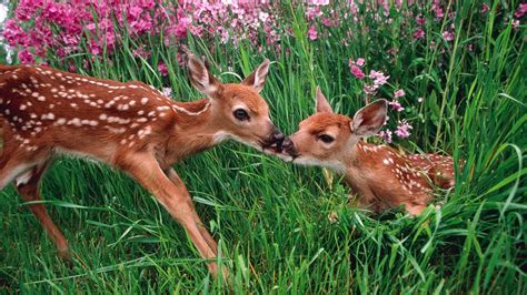 Deer Kissing | Spring animals, Animals, Baby animals