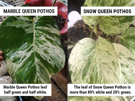 Marble Queen Pothos vs. Snow Queen Pothos: 5 Key Differences – World of ...