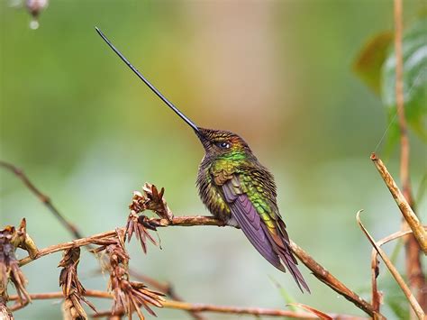 Sword-billed Hummingbird | Sword-billed Hummingbird - Ensife… | Flickr