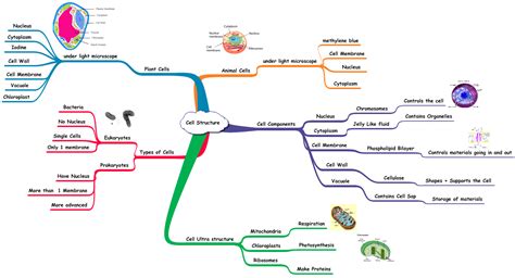 Mind Map of Cell Biology