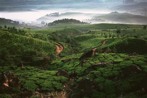 Tea plantations. India on Behance