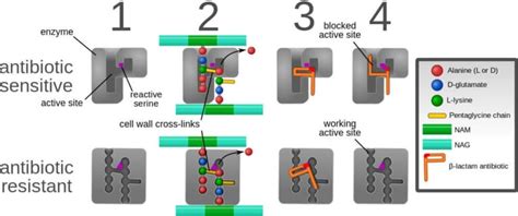 Cell Wall Synthesis Inhibitors: Examples, Inhibition, Resistance