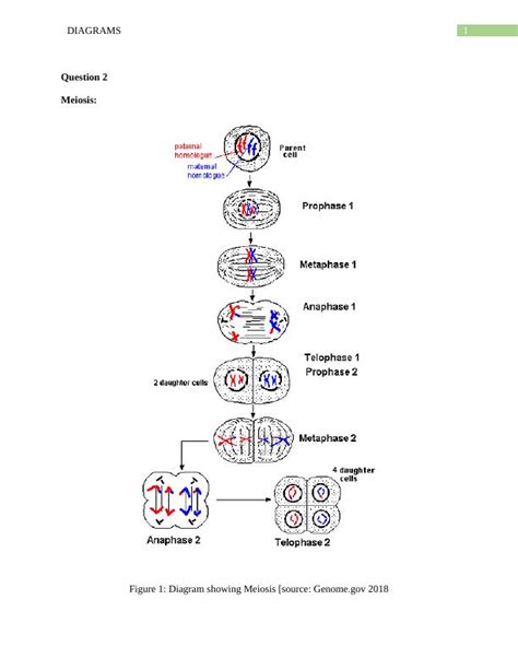 Diagrams for Meiosis and Mitosis with Importance in Gamete Formation ...