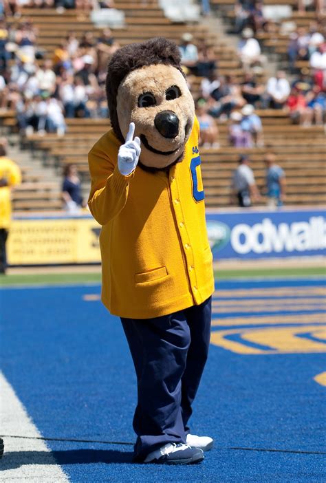 No one represents Cal better than OSKI! | California golden bears, California golden bears ...