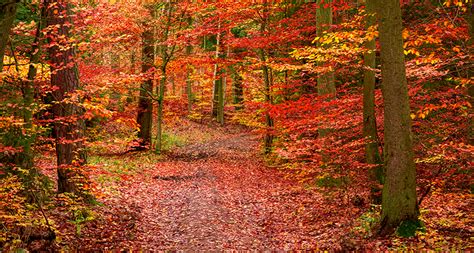 Red Orange Leaves