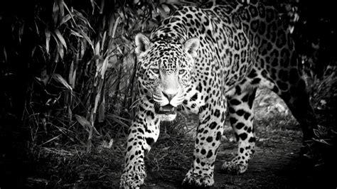 Black and White Jaguar HD Wallpaper - WallpaperFX