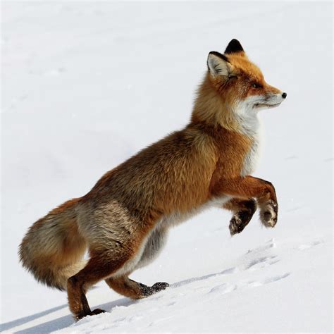 Running Fox Photograph by Dmitrynd - Fine Art America