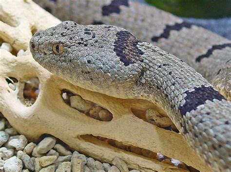 Banded Rock Rattlesnake | Animal Wiki | FANDOM powered by Wikia