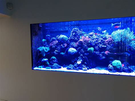 Aquarium Galleries From Fintastic In Charlotte NC