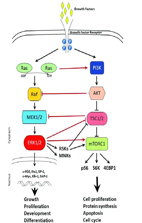 Cross-talk between MAPK and mTOR signaling pathways. Schematic... | Download Scientific Diagram