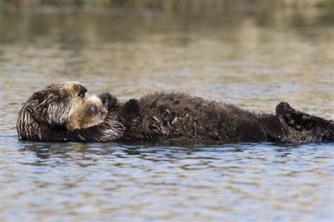 File:Sea otter with fluffy pup.jpg - Wikipedia