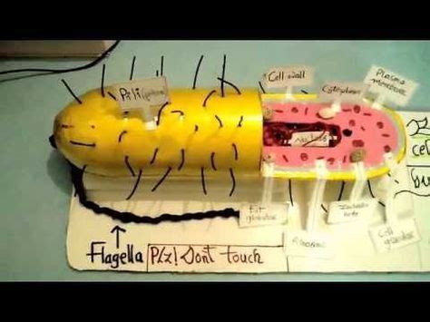 Bacterial Cell Model Project - YouTube 3d Animal Cell Project, Dna ...