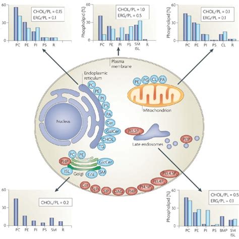 Lipid synthesis and steady-state composition of cell membranes: The ...