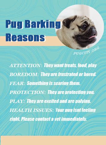 WHY DOES MY PUG BARK SO MUCH: PUG BARKING PROBLEMS. — WEIRD WORLD