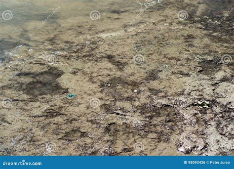 The Danube river stock photo. Image of floodplain, tree - 98093426