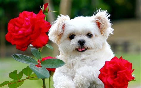 Cute Puppy Pictures Free Download ~ Cute Puppy Wallpaper Pet Backgrounds Hd Adorable Pixelstalk ...