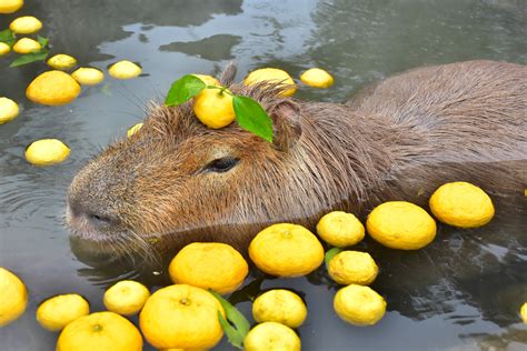 伊豆シャボテン動物公園、恒例の「カピバラのゆず湯」実施。12月19日～2021年1月5日 - トラベル Watch