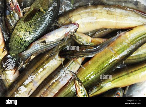 Assorted Bangladeshi local fishes. Khulna, Bangladesh Stock Photo - Alamy