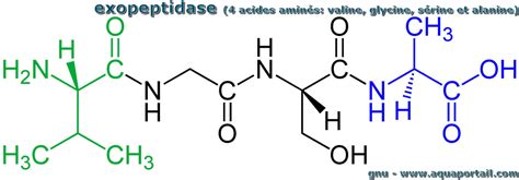 Exopeptidase : définition et explications