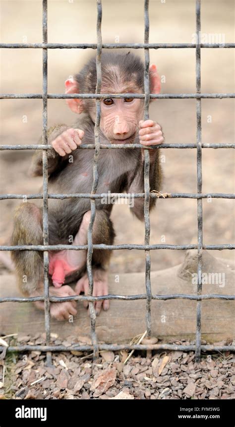 In cage monkey hi-res stock photography and images - Alamy