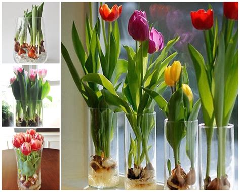 Wonderful Growing Tulips In Vase