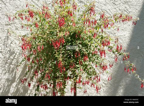 Fuchsia magellanica var. gracilis, Hardy fuchsia Stock Photo - Alamy