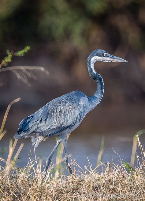 Serengeti Birds - HawkeBackpacking.com