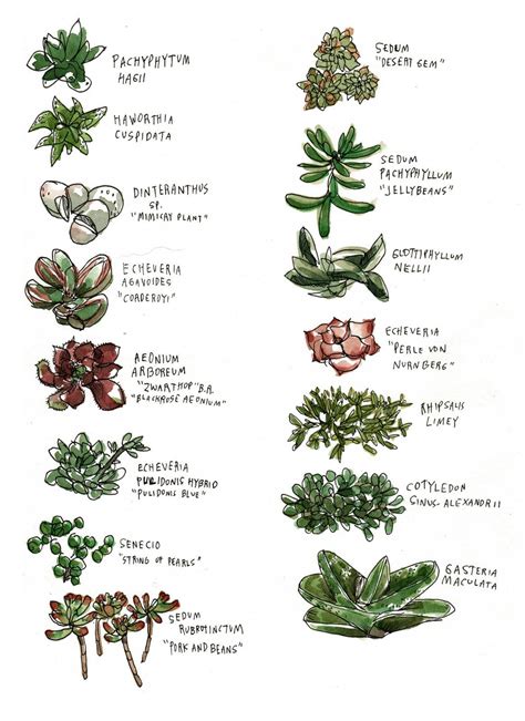 A Succulent Guide! | Sukkulenten pflanzen, Gartenskulptur, Garten pflanzen