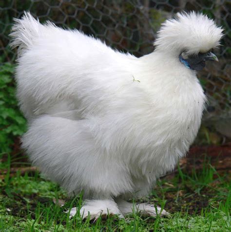 Silkie Chicken: Origin, Characteristics, Uses, Photo