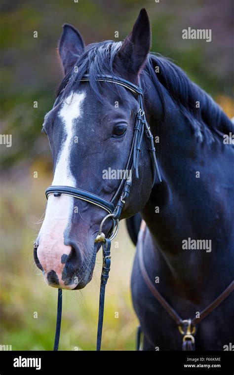 Closeup of a beautiful black horse with saddle standing in the forest ...