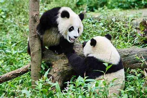 The Giant Panda’s Breeding (7 Things You Should Know)