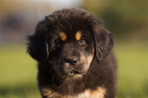 Tibetan Mastiff Breeds