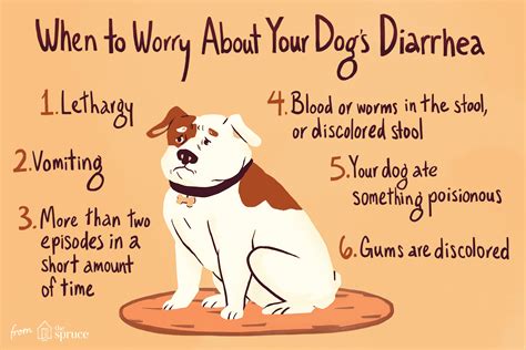 How to Tell if Your Dog Has Diarrhea? | Personal Finance Blog - Tips ...