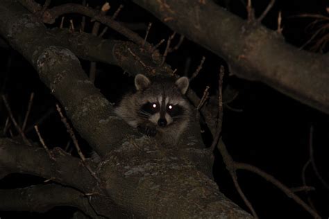 John Koshy: #Wildlife Night of the Raccoons