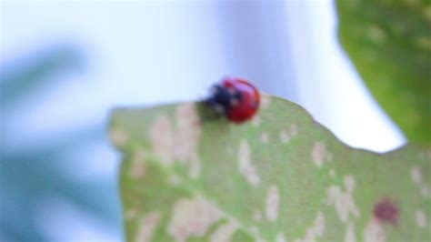 Ladybug walks on green leaf 14307006 Stock Video at Vecteezy