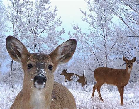 Winter Wonderland by Bill Stephens | Animals beautiful, Animals wild ...