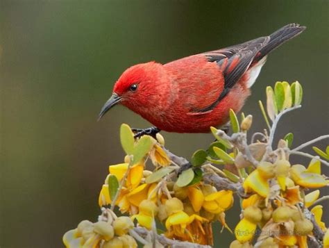 Apapane (Himatione sanguinea) Taken in Hawaii Photographed by Owen ...