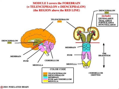 telencephalon, diencephalon, brainstem and spinal cord | Basic anatomy and physiology, Brain ...