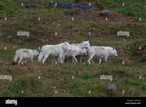 A pack of Arctic Wolves Stock Photo - Alamy