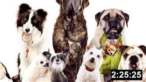 Hotel for Dogs Movie Trailers