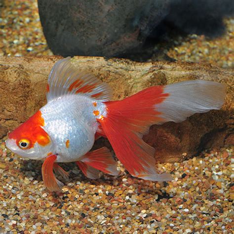 Ryukin Goldfish, Assorted - Pacific Fish Depot